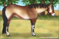 Horse Color:Bay Onyx 
