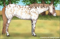 Horse Color:Red Dun Onyx Appaloosa