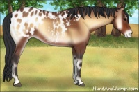 Horse Color:Bay Onyx Appaloosa 
