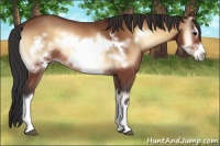 Horse Color:Bay Onyx Frame Rabicano 
