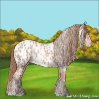 Horse Color:Gold Champagne Appaloosa and Gold Champagne Appaloosa
