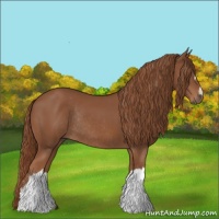 Horse Color:Chestnut Rabicano 