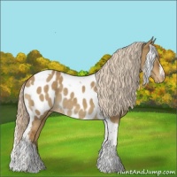 Horse Color:Chocolate Palomino Dun Tobiano Appaloosa Rabicano 