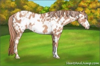 Horse Color:Gold Champagne Appaloosa  and Gold Champagne Frame Appaloosa 