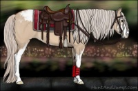 Horse Color:Silver Bay Dun Sabino Appaloosa 