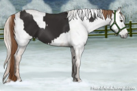 Horse Color:Liver Chestnut and Gray Gold Champagne Appaloosa