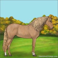 Horse Color:Red Roan and Red Roan Rabicano
