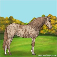 Horse Color:Chestnut  and Red Dun 