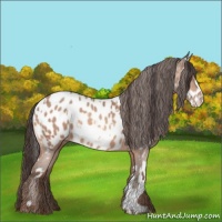 Horse Color:Sable Champagne Near Leopard  and Sable Champagne Blanket 