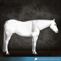 Horse Color:White Spotted Bay 