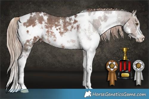Horse Color:White Spotted Liver Chestnut Sabino 