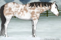 Horse Color:Bay Ice Dun Splash