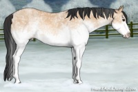 Horse Color:White Spotted Bay Ice Dun