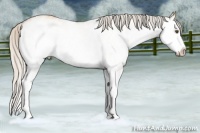 Horse Color:White Spotted Silver Bay Ice Dun Splash 