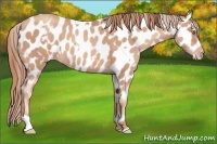 Horse Color:Gold Champagne Appaloosa  and Gold Champagne Appaloosa 