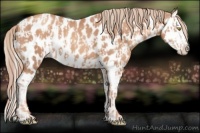 Horse Color:Gold Champagne Appaloosa  and Gold Champagne Splash Appaloosa 