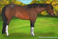 Horse Color:Bay 