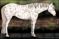 Horse Color:Gold Champagne Appaloosa  and Gold Champagne Appaloosa 