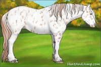 Horse Color:Gold Champagne Appaloosa  and White Spotted Gold Champagne Appaloosa 