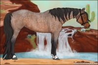 Horse Color:Buckskin Roan