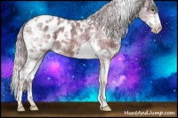Horse Color:Plaid  White Spotted Chocolate Palomino Ice Splash Appaloosa 