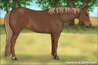 Horse Color:Gray Chestnut Sabino