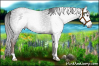 Horse Color:Gray Liver Chestnut 