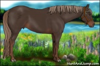 Horse Color:Liver Chestnut