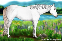 Horse Color:Gray Chestnut 