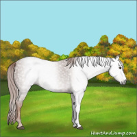 Horse Color:Gray Chestnut 