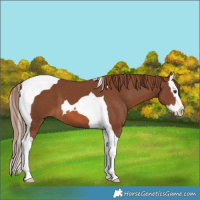 Horse Color:Chestnut Sabino Splash Tobiano