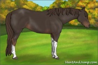 Horse Color:Liver Chestnut Tobiano