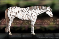 Horse Color:Gold Champagne Appaloosa  and Liver Chestnut Appaloosa 