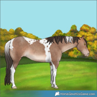 Horse Color:Sable Champagne Tobiano