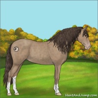 Horse Color:Classic Champagne 