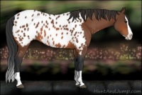 Horse Color:Bay Splash Appaloosa 