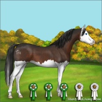 Horse Color:Liver Chestnut Splash