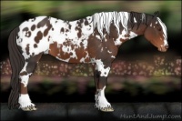 Horse Color:White Spotted Liver Chestnut Appaloosa 