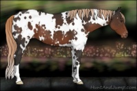 Horse Color:White Spotted Liver Chestnut Appaloosa 