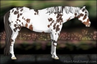 Horse Color:White Spotted Liver Chestnut Appaloosa 