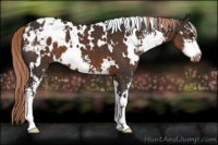 Horse Color:White Spotted Liver Chestnut Sabino Appaloosa 