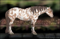 Horse Color:Amber Champagne Appaloosa  and Amber Champagne Appaloosa 