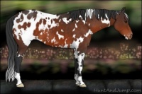 Horse Color:White Spotted Bay Appaloosa 