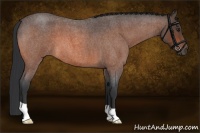 Horse Color:Brown Roan