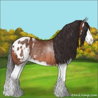 Horse Color:Bay Sabino Splash Appaloosa Rabicano 