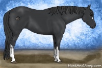 Horse Color:Black  and Black 