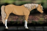 Horse Color:Palomino 