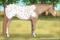 Horse Color:Chestnut Appaloosa 