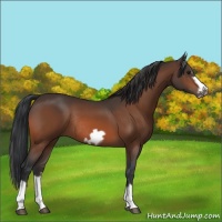 Horse Color:Bay Splash Frame Rabicano 
