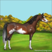 Horse Color:Bay Splash Frame Rabicano
